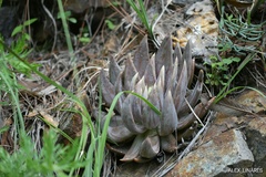 Echeveria craigiana
