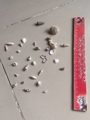 Anomalodiscus squamosus