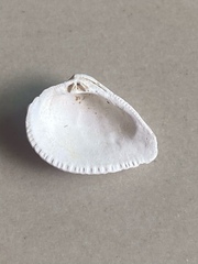 Anomalodiscus squamosus