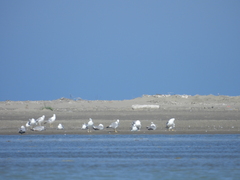 Larus michahellis