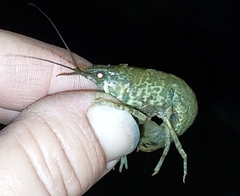 Cambarus striatus