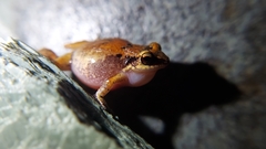 Eleutherodactylus johnstonei