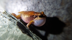 Eleutherodactylus johnstonei