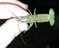 Cambarus striatus