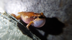 Eleutherodactylus johnstonei