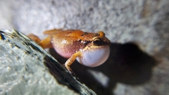 Eleutherodactylus johnstonei