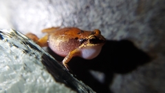 Eleutherodactylus johnstonei