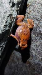 Eleutherodactylus johnstonei