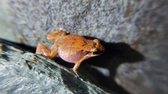 Eleutherodactylus johnstonei