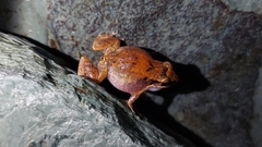 Eleutherodactylus johnstonei