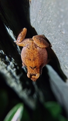 Eleutherodactylus johnstonei