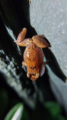 Eleutherodactylus johnstonei