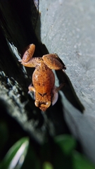 Eleutherodactylus johnstonei