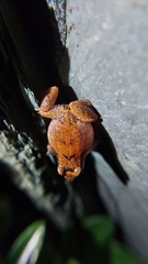 Eleutherodactylus johnstonei