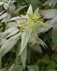 Urtica dioica