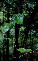 Smilax subpubescens