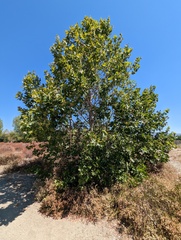 Platanus × hispanica