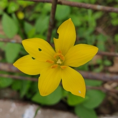 Zephyranthes citrina