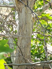 Platanus × hispanica