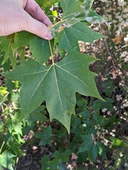 Platanus × hispanica