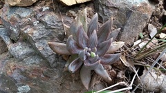 Echeveria craigiana