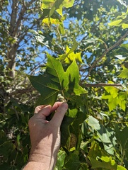Platanus × hispanica