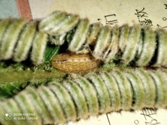 Luthrodes pandava