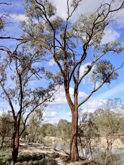 Eucalyptus largiflorens