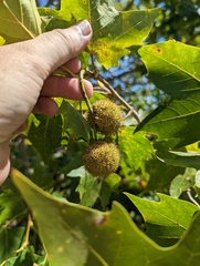 Platanus × hispanica