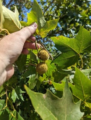 Platanus × hispanica