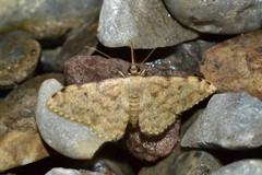 Glossotrophia sacraria