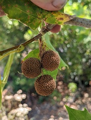 Platanus × hispanica