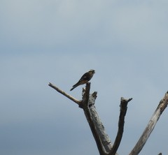 Image of Falco femoralis
