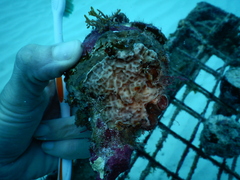 Leptoseris incrustans