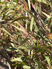 Eucalyptus stricta