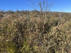 Eucalyptus stricta