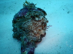 Leptoseris incrustans