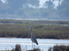 Ardea cinerea