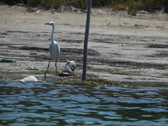 Egretta garzetta