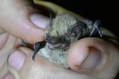 Turkestan Pipistrelle (Pipistrellus aladdin), listed as Data Deficient on the IUCN Red List
