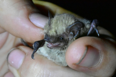 Pipistrellus pipistrellus aladdin