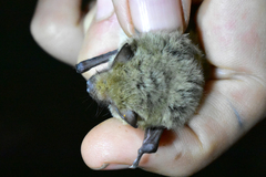 Pipistrellus pipistrellus aladdin