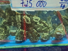 Epinephelus areolatus