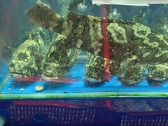 Epinephelus areolatus