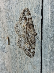 Alcis repandata