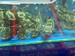 Epinephelus areolatus