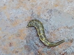 Stratiomys longicornis