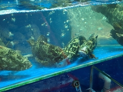 Epinephelus areolatus