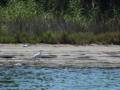 Egretta garzetta
