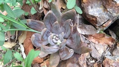 Echeveria craigiana